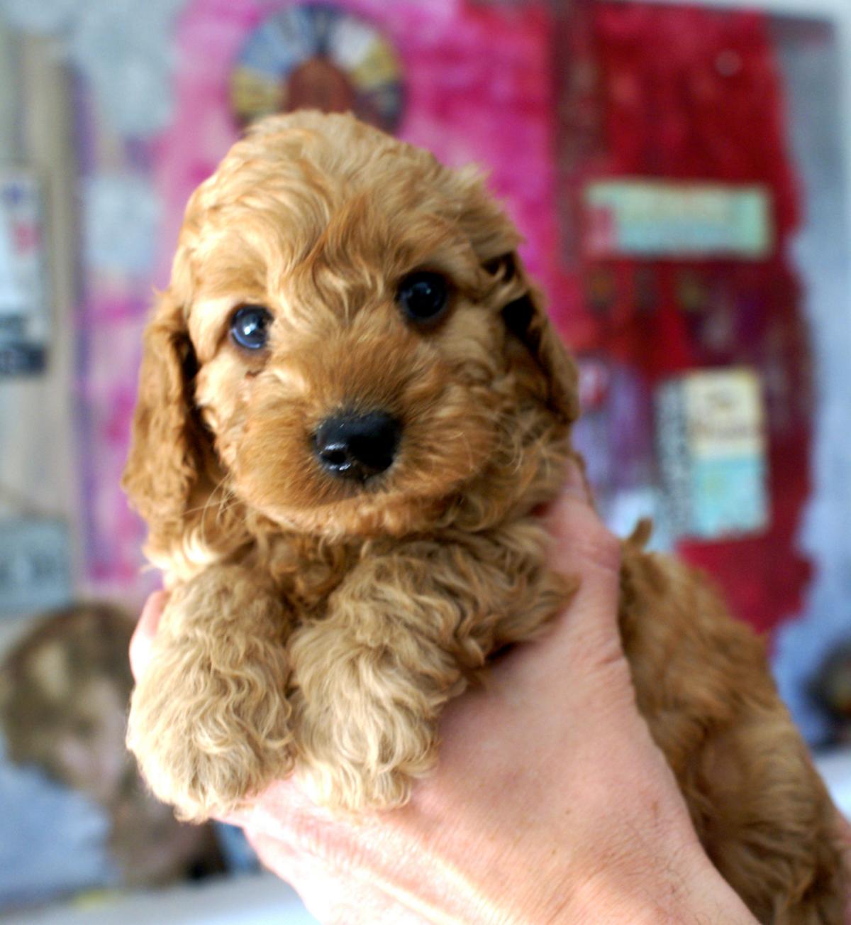 australian labradoodle australian labradoodle